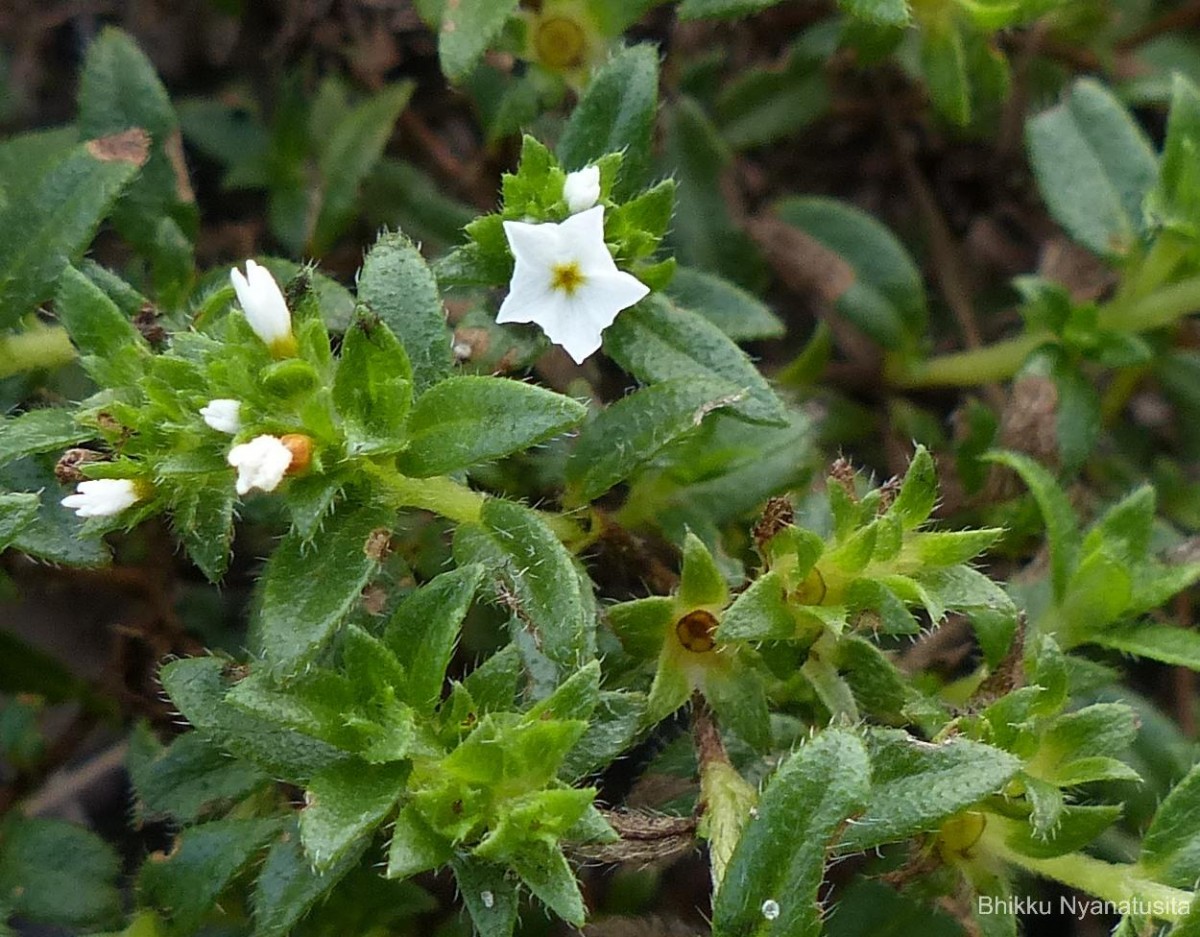 Euploca marifolia (J.Koenig ex Retz.) Ancy & P.Javad